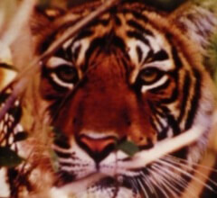 Национальное животное Индии – тигр. Полосатый и белый?