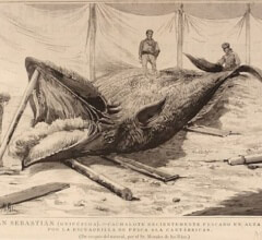 Баски и исландцы. Из истории китобойного промысла басков