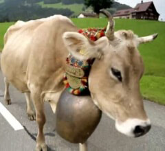 Швейцарская корова – породы и символ «страны крестьян и коров». И почему только примерно 10% коров в Швейцарии имеют рога (Обзор по швейцарским службам иновещания)